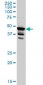 LDB2 Antibody (monoclonal) (M01)