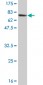 LDB2 Antibody (monoclonal) (M02)