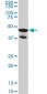 LDB2 Antibody (monoclonal) (M02)