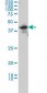 LDB2 Antibody (monoclonal) (M02)