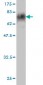 LDB2 Antibody (monoclonal) (M03)