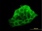 LDB3 Antibody (monoclonal) (M06)