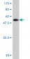 LDB3 Antibody (monoclonal) (M06)