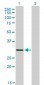 LDB3 Antibody (monoclonal) (M06)