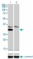 LDB3 Antibody (monoclonal) (M06)