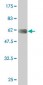 LDB3 Antibody (monoclonal) (M06A)