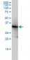 LDHB Antibody (monoclonal) (M01)