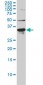 LDLRAP1 Antibody (monoclonal) (M01)