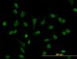 LEF1 Antibody (monoclonal) (M03)