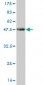 LEF1 Antibody (monoclonal) (M03)