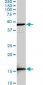 LEF1 Antibody (monoclonal) (M03)