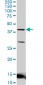 LEF1 Antibody (monoclonal) (M03)