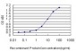 LEF1 Antibody (monoclonal) (M04)