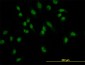 LEF1 Antibody (monoclonal) (M04)