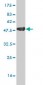 LEF1 Antibody (monoclonal) (M04)