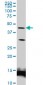 LEF1 Antibody (monoclonal) (M04)