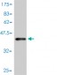 LEP Antibody (monoclonal) (M01)