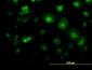 LFNG Antibody (monoclonal) (M01)