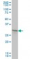 LFNG Antibody (monoclonal) (M01)