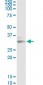 LGALS8 Antibody (monoclonal) (M01)