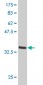 LHX4 Antibody (monoclonal) (M06)