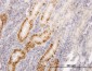 LIG1 Antibody (monoclonal) (M01)