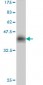 LIG1 Antibody (monoclonal) (M01)