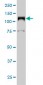 LIG1 Antibody (monoclonal) (M01)