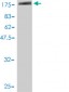 LILRB1 Antibody (monoclonal) (M01)