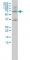 LILRB1 Antibody (monoclonal) (M01)