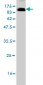 LILRB2 Antibody (monoclonal) (M01)