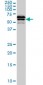 LILRB2 Antibody (monoclonal) (M01)