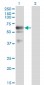 LIPG Antibody (monoclonal) (M02)