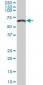 LMNB1 Antibody (monoclonal) (M03)