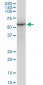 LMNB1 Antibody (monoclonal) (M03)