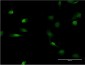 LMNB1 Antibody (monoclonal) (M03)