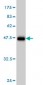 LMO2 Antibody (monoclonal) (M01)