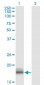 LMO2 Antibody (monoclonal) (M01)