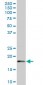 LMO2 Antibody (monoclonal) (M02)