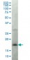 LMO2 Antibody (monoclonal) (M02)