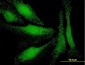 LMO3 Antibody (monoclonal) (M08)