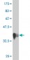 LOC51136 Antibody (monoclonal) (M01)
