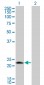 LOC51136 Antibody (monoclonal) (M01)
