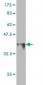 LOXL2 Antibody (monoclonal) (M01)