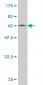 LRG1 Antibody (monoclonal) (M01)