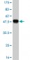 LRRFIP1 Antibody (monoclonal) (M08)