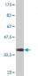 LSP1 Antibody (monoclonal) (M07)