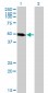 LSP1 Antibody (monoclonal) (M07)