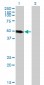 LSP1 Antibody (monoclonal) (M07)