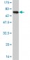 LW-1 Antibody (monoclonal) (M01)